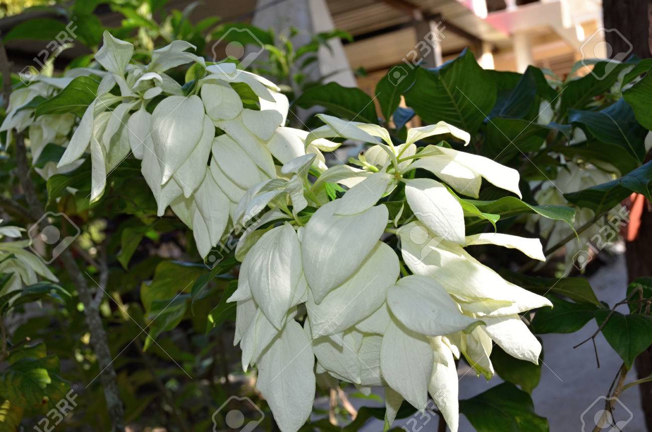 キューバに咲く白のポインセチアのクリスマスの星花熱帯植物 の写真素材 画像素材 Image