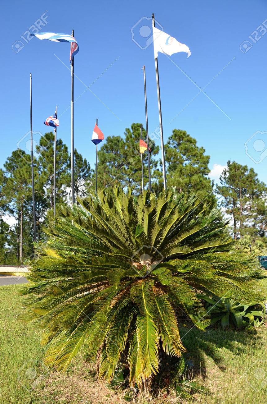 熱帯植物のソテツ Cycadopsida 熱帯の花 の写真素材 画像素材 Image