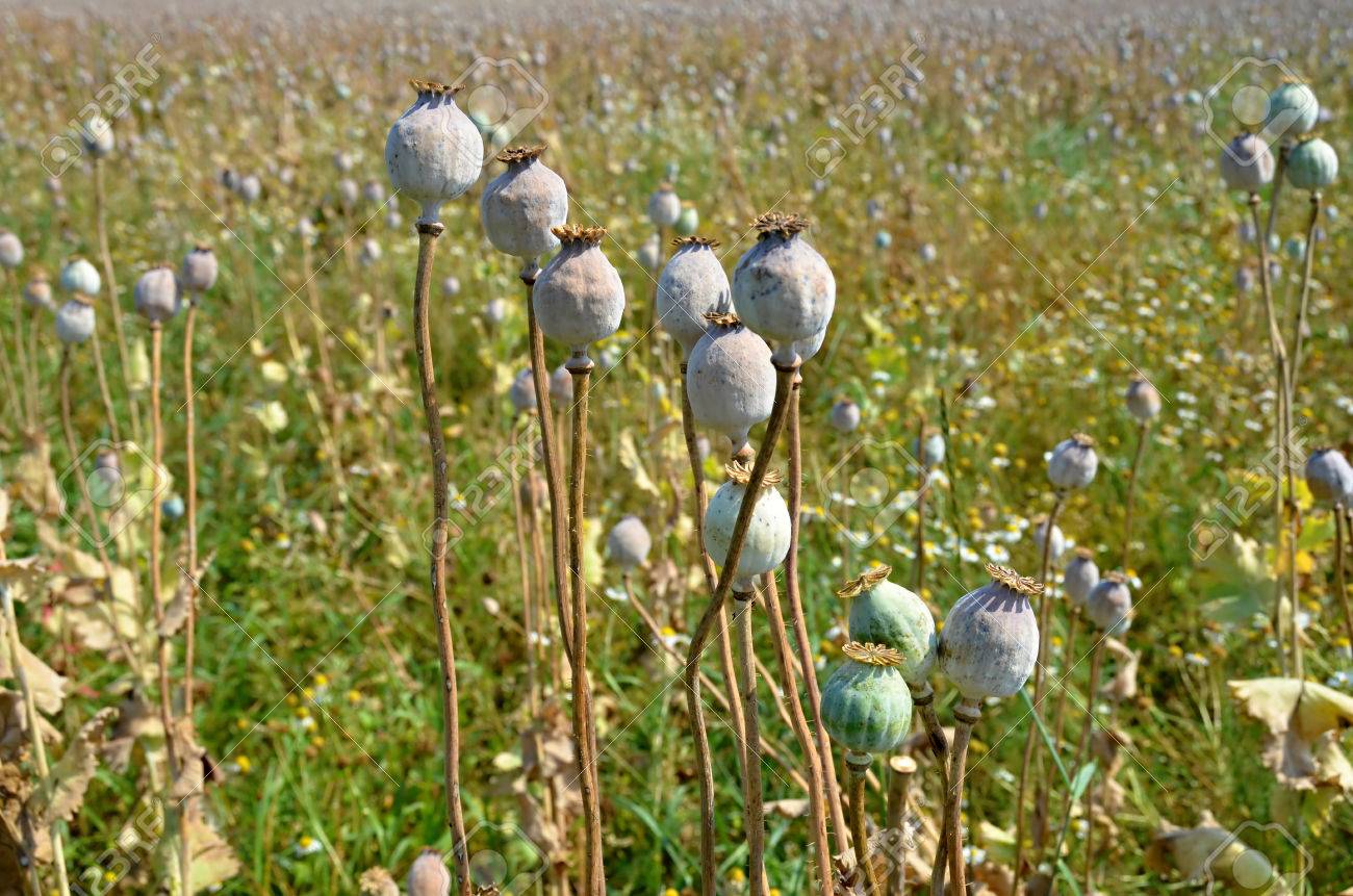 ケシ畑ｃ けし畑