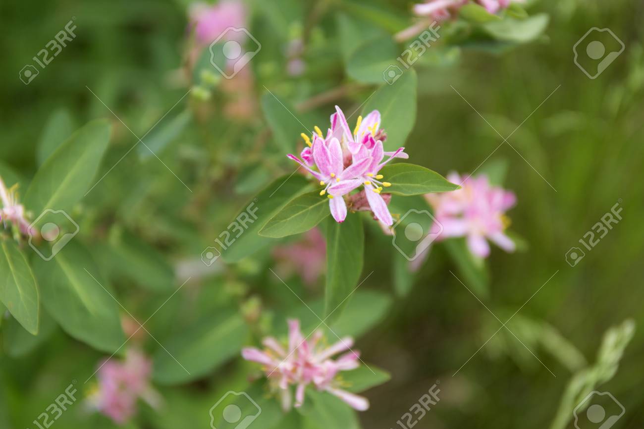 スイカズラ Tatarica ピンク花背景 誰も 英語名 Tatarian スイカズラ 美しいピンクの花背景 の写真素材 画像素材 Image スイカズラ Tatarica ピンク花背景 誰も 英語名 Tatarian スイカズラ 美しいピンクの花背景 の写真素材 画像素材 Image