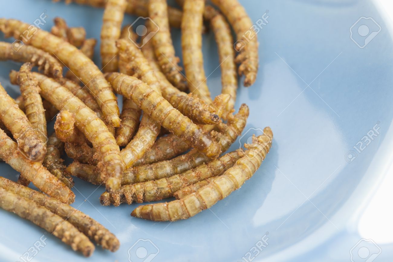 ロースト食用ミルワーム の写真素材 画像素材 Image