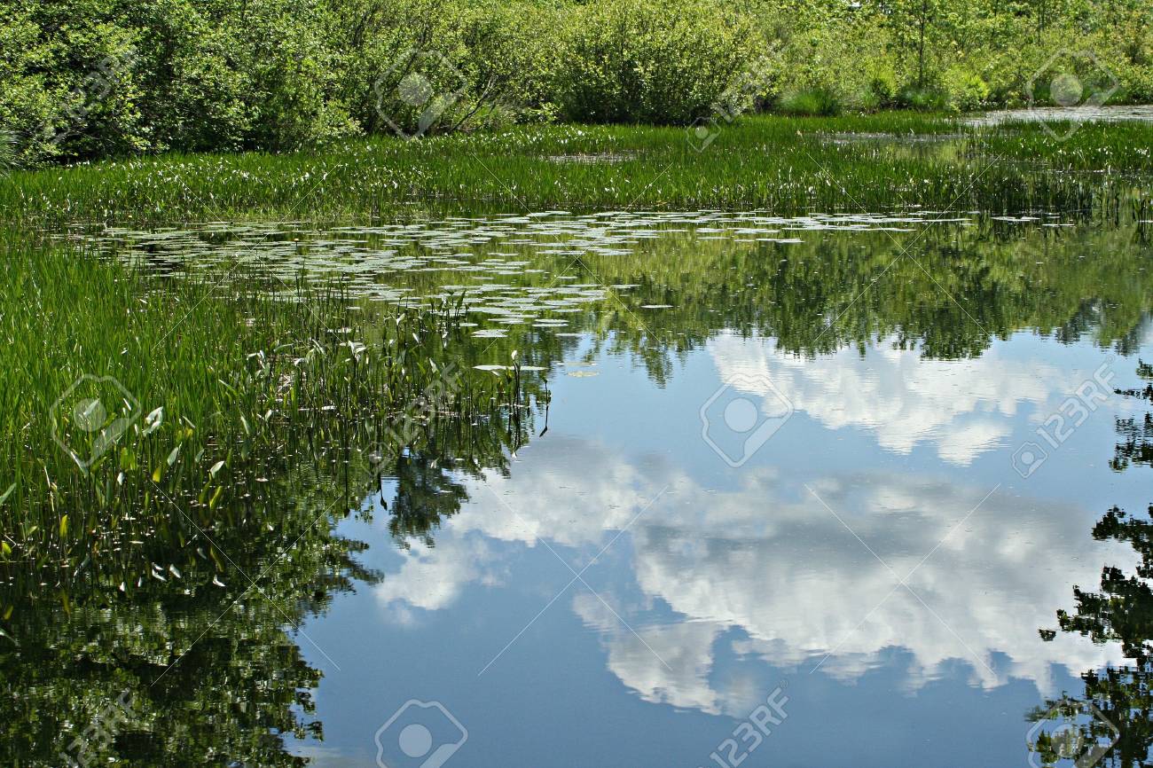 池の反射の写真素材・画像素材 Image 29307761