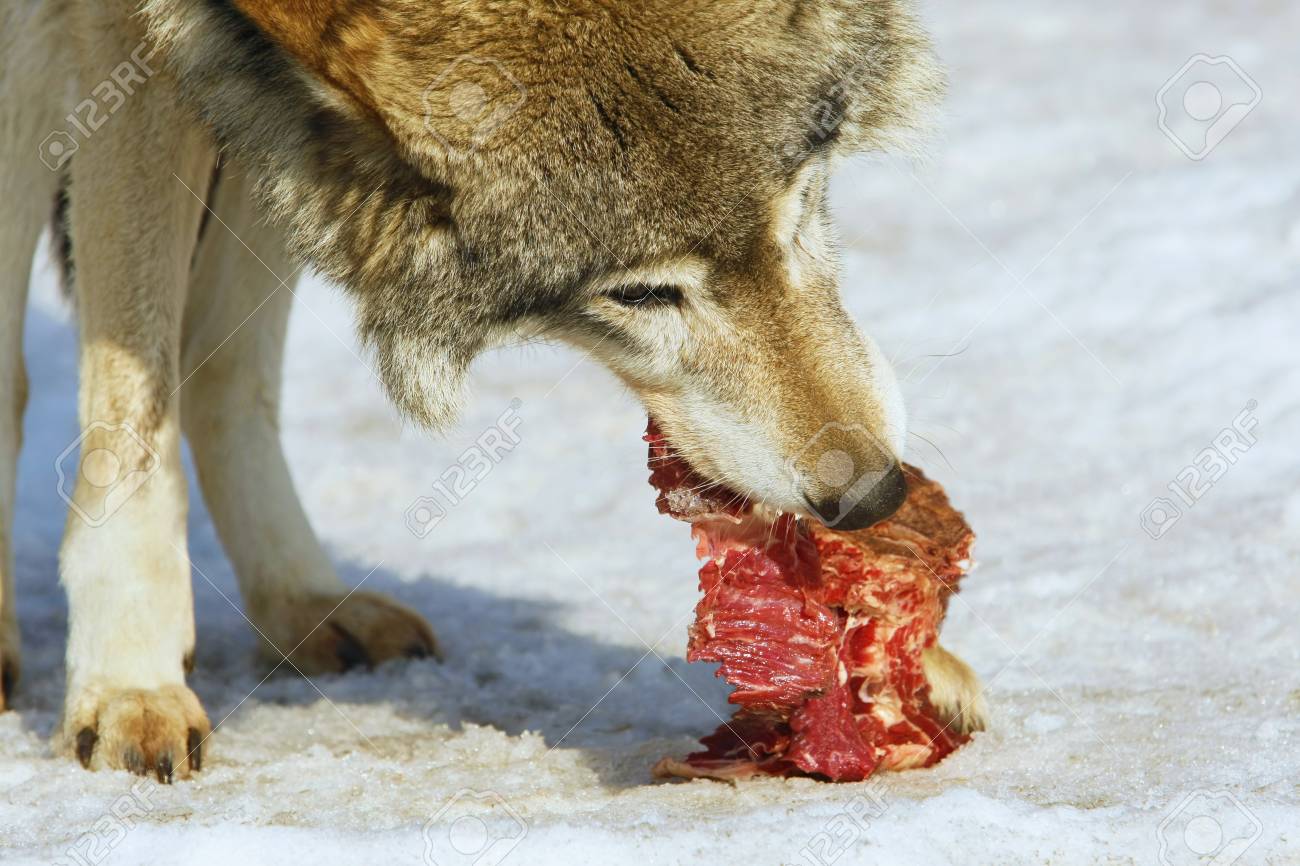 狼が肉を食べるの写真素材・画像素材 Image 40602360