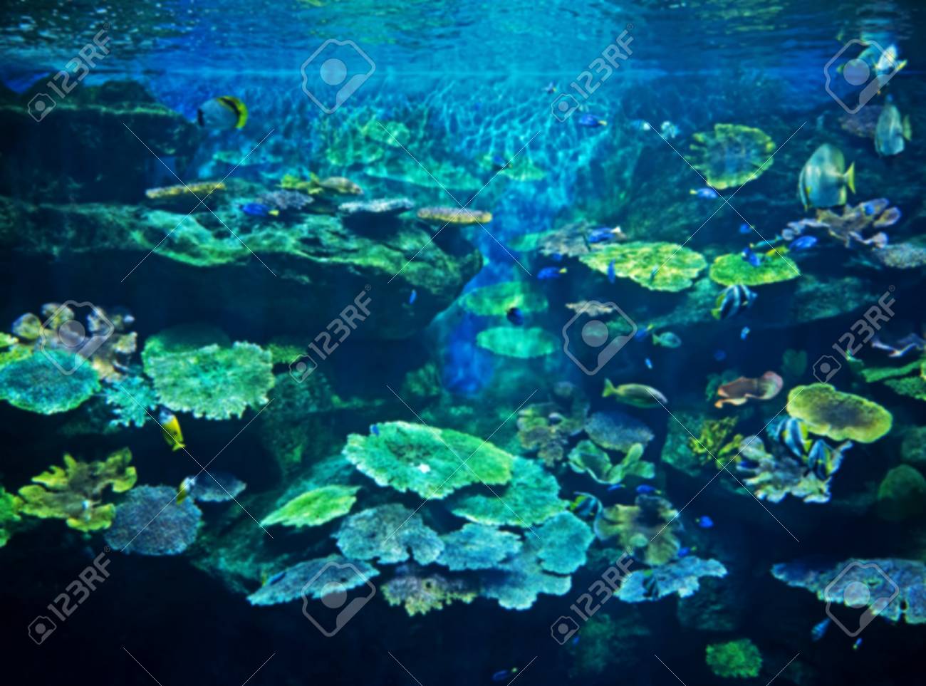 Unscharfe Schone Szene Von Unterseeischem Coral Reef Mit Seefisch Hintergrund Lizenzfreie Fotos Bilder Und Stock Fotografie Image