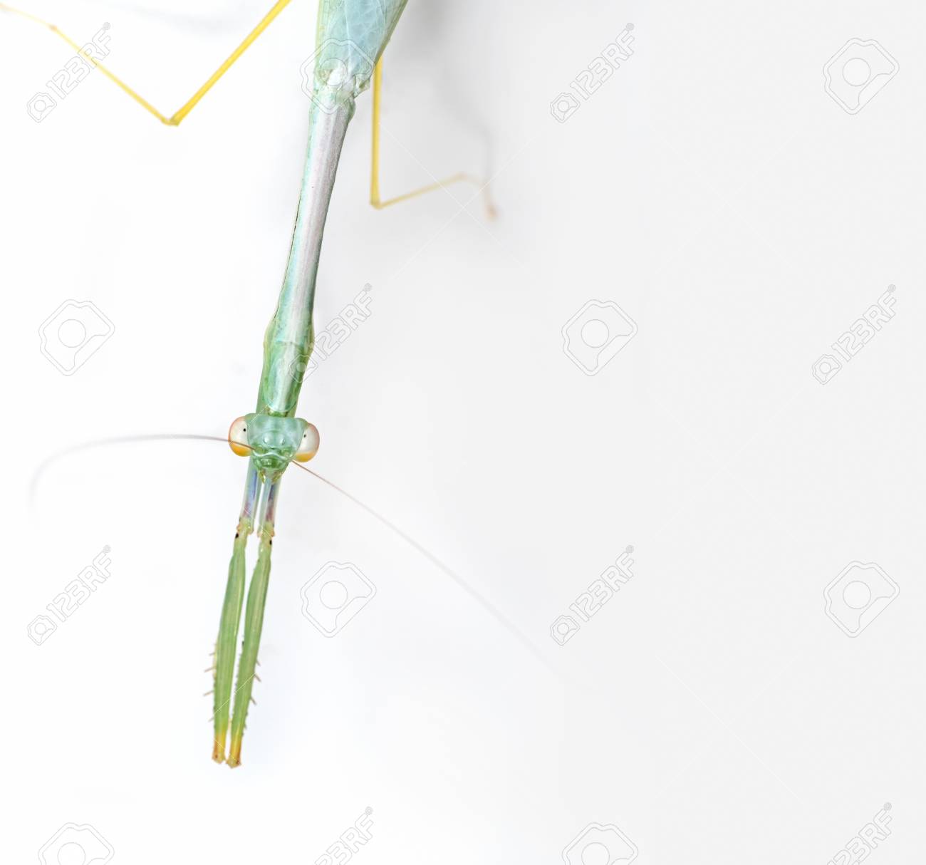 etiam-dictum-ipsum-a-felis