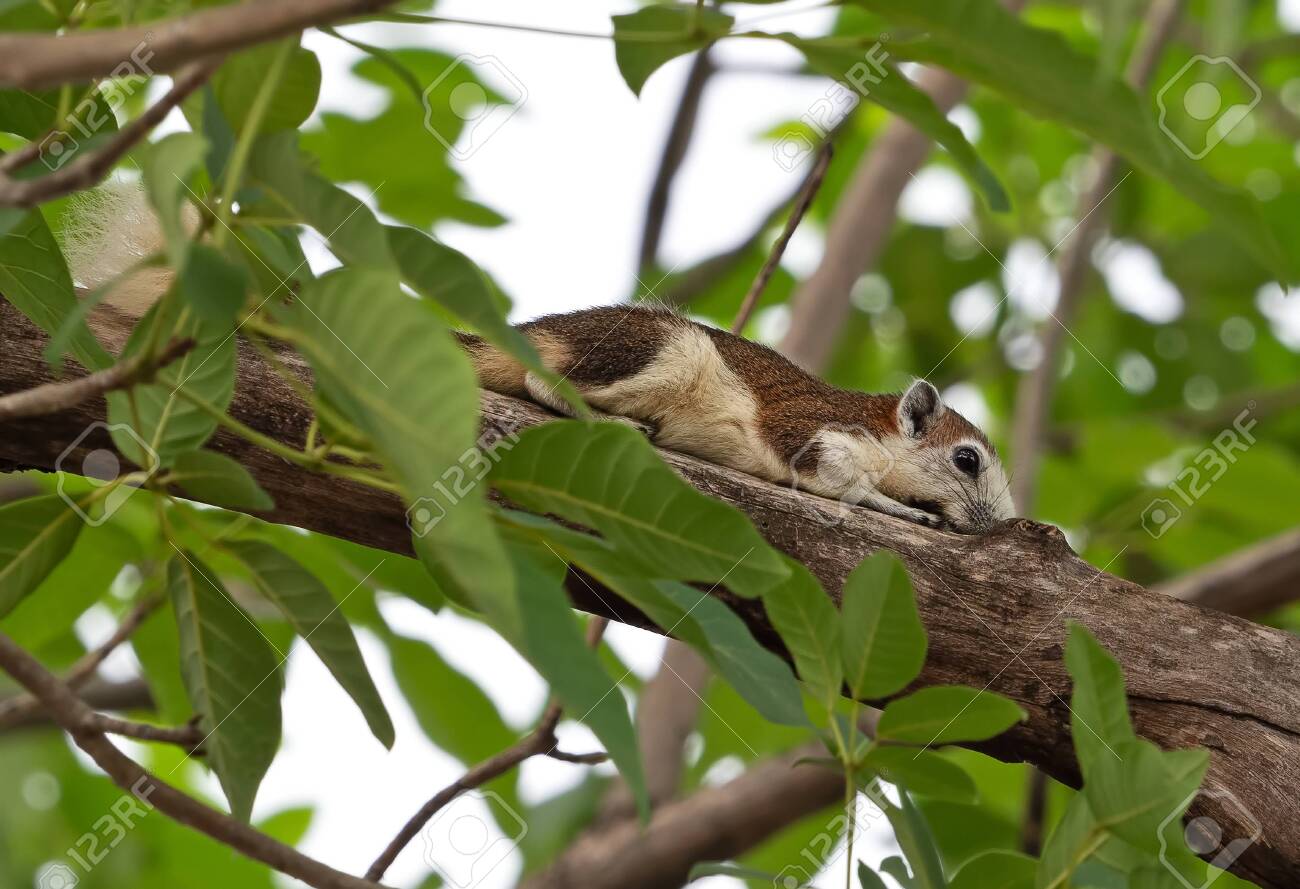 etiam-dictum-ipsum-a-felis