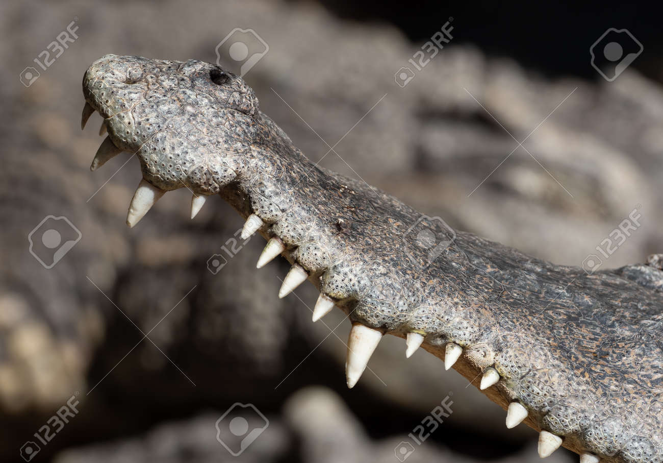 背景に分離されたワニの歯を閉じるの写真素材・画像素材 Image 172710916