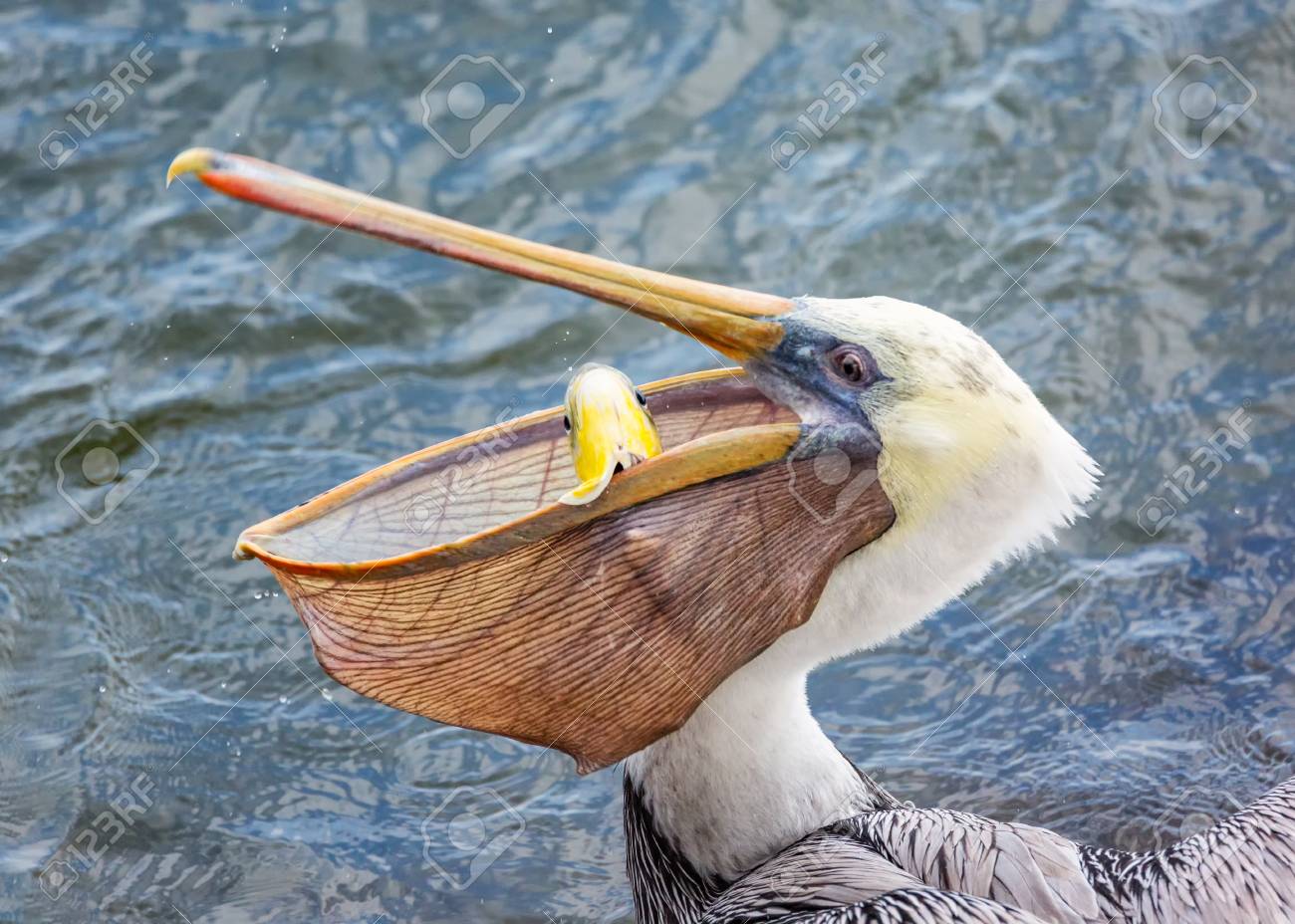 92126161-a-pelican-eating-a-fish-for-lun