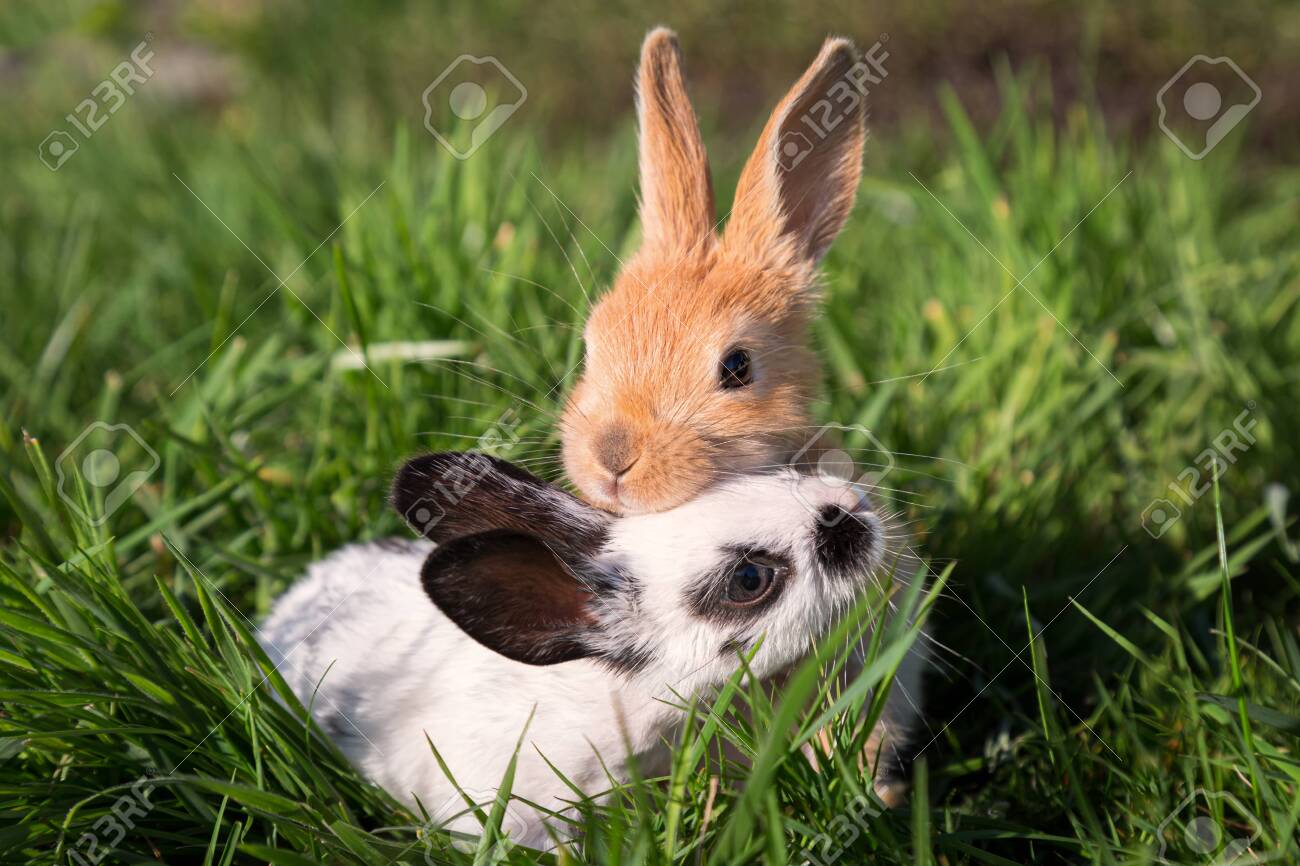 two baby bunnies