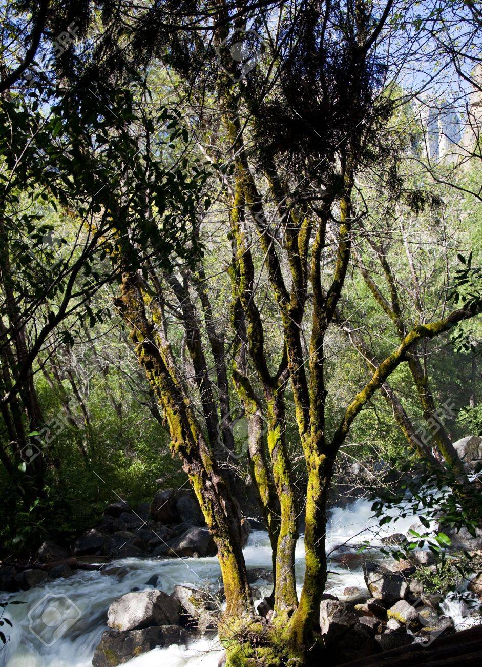 Tree By Raging River From Bridal Veil Falls In Yosemite Valley Stock Photo Picture And Royalty Free Image Image