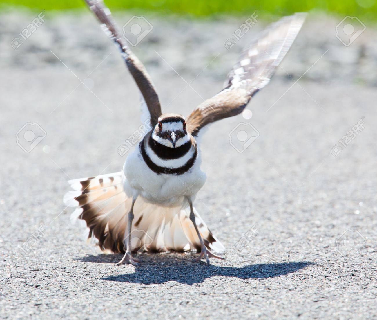 Killdeer 鳥が道路の側で地面に卵を産むとどんな危険な動物の病棟に積極的な姿勢を表示 の写真素材 画像素材 Image