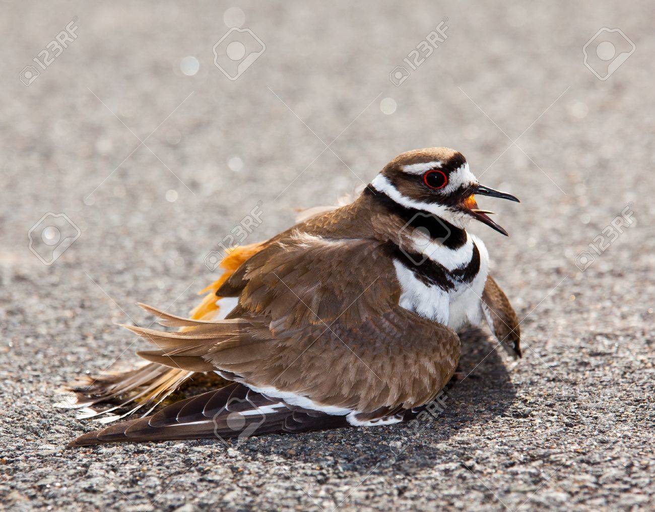 Killdeer 鳥が道路の側で地面に卵を産むとどんな危険な動物の病棟に積極的な姿勢を表示 の写真素材 画像素材 Image
