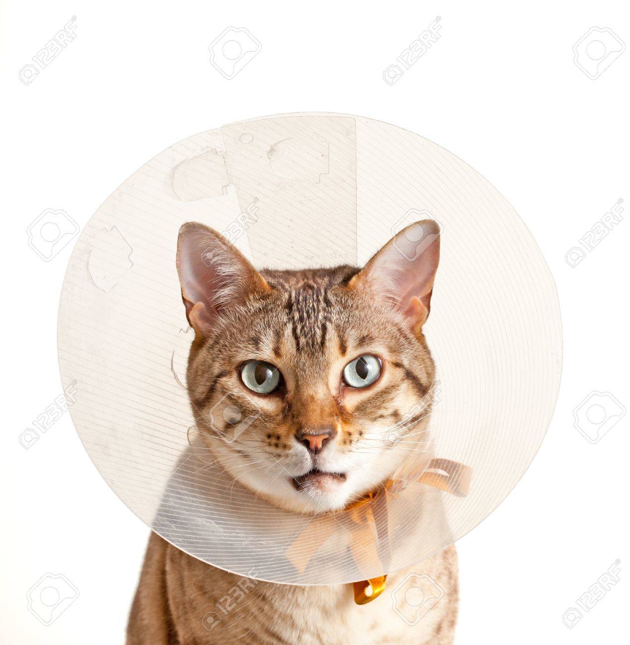 Bengal Cat Looking Sad In Neck Collar To Stop It Licking A Wound Stock Photo Picture And Royalty Free Image Image 12451333