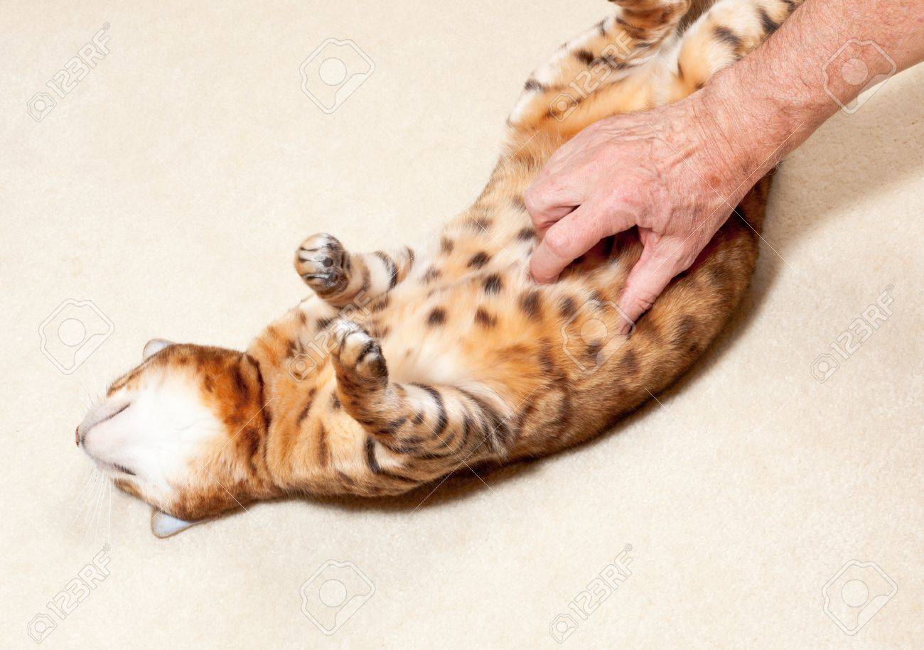 Yound Bengal Chat Sur Le Dos Sur Le Tapis Et Ayant Son Ventre Chatouille Banque D Images Et Photos Libres De Droits Image Yound Bengal Chat Sur Le Dos Sur Le Tapis Et Ayant Son Ventre Chatouille Banque D Images Et Photos Libres De Droits Image