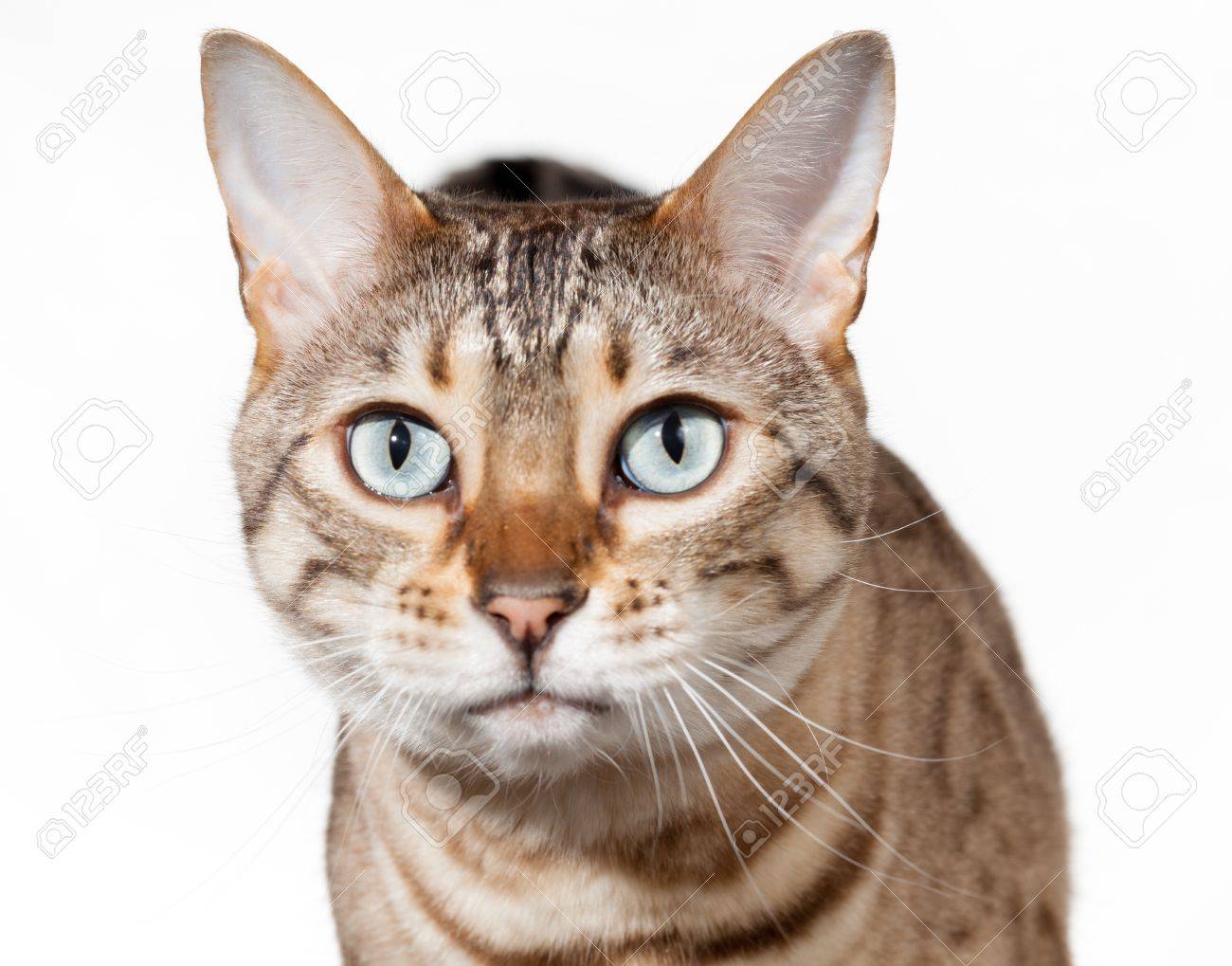 Chat Du Bengale Regardant Fixement La Camera Avec Une Expression Choquee Ou Etourdi Banque D Images Et Photos Libres De Droits Image