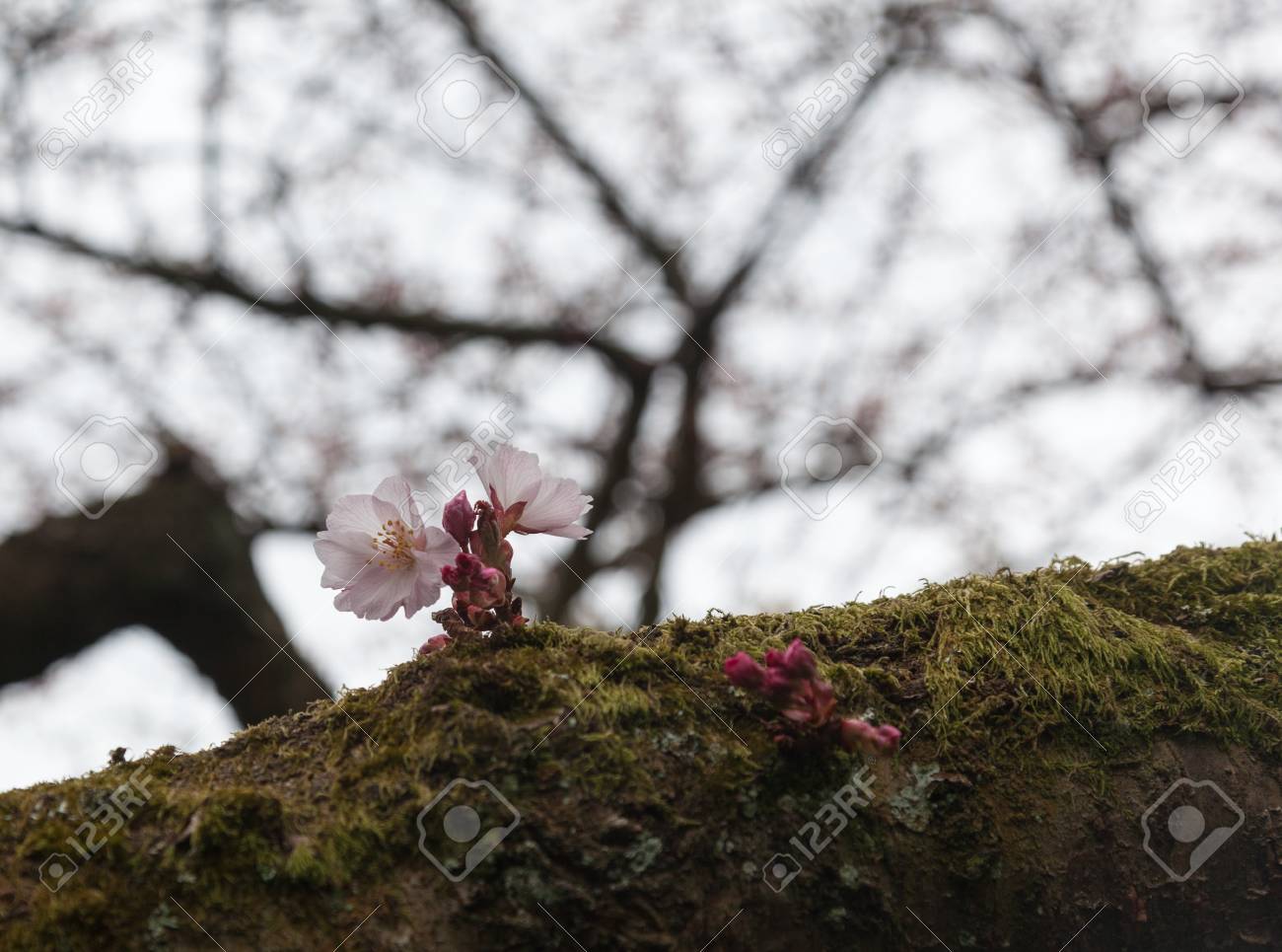 コケに覆われた枝に成長して桜の木の花 の写真素材 画像素材 Image
