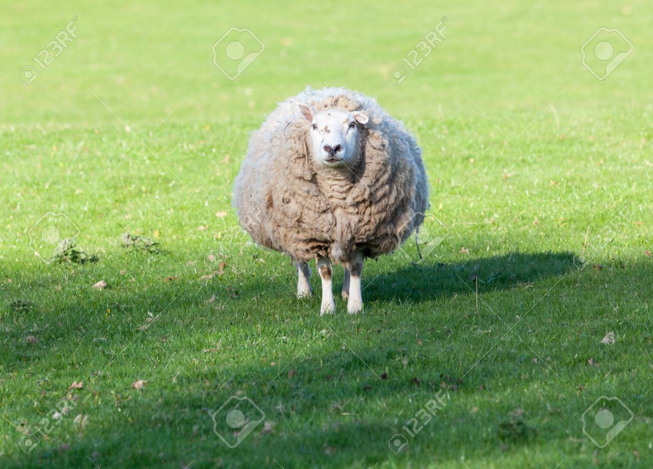 丸い形でウールの非常に大規模な量とウェールズの草原の羊 の写真素材 画像素材 Image