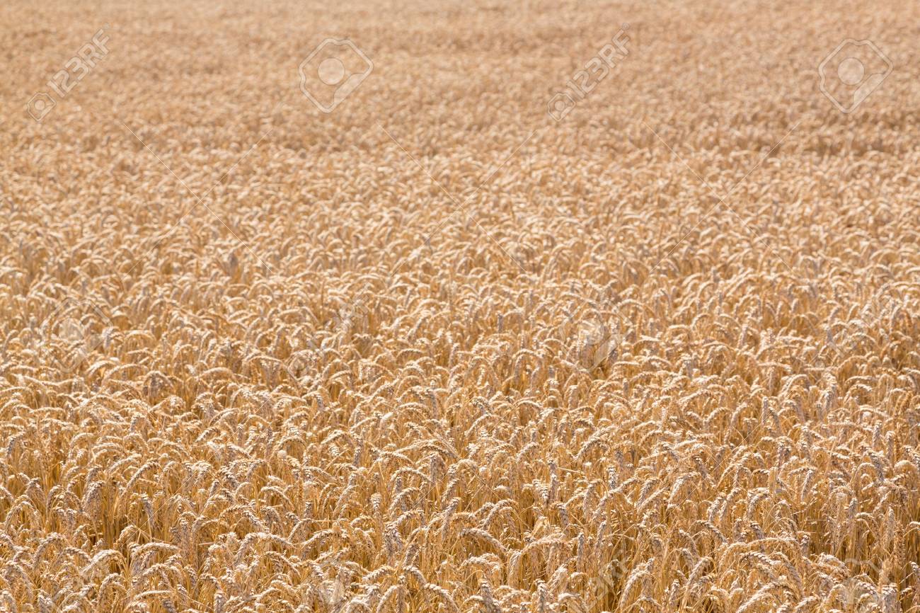 イギリスのコッツウォルズのトウモロコシ畑でトウモロコシ栽培の耳 の写真素材 画像素材 Image イギリスのコッツウォルズのトウモロコシ畑でトウモロコシ栽培の耳 の写真素材 画像素材 Image