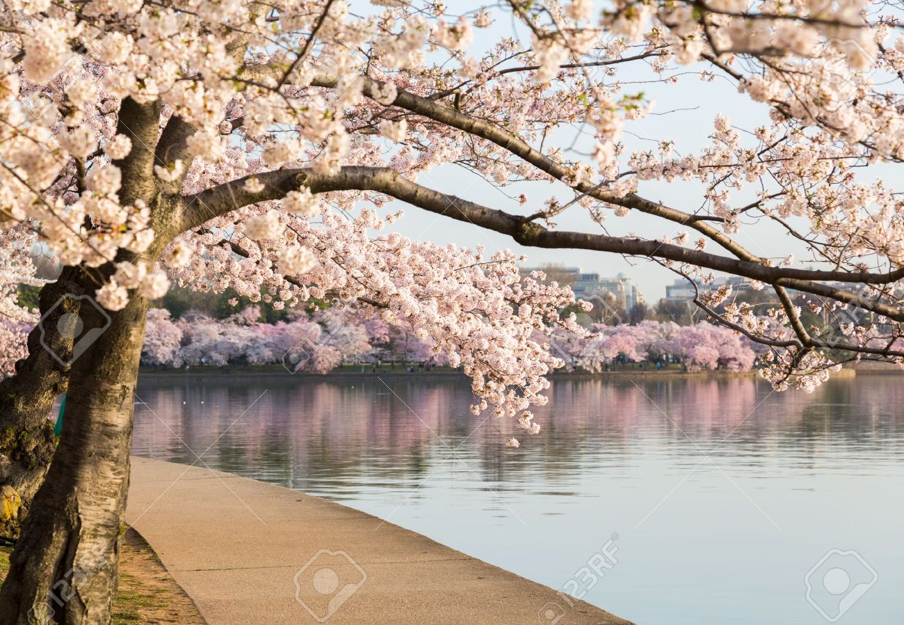 タイダル ベイスン ワシントン Dc での周りのパスによって明るい日本桜の花の束の詳しい写真 の写真素材 画像素材 Image