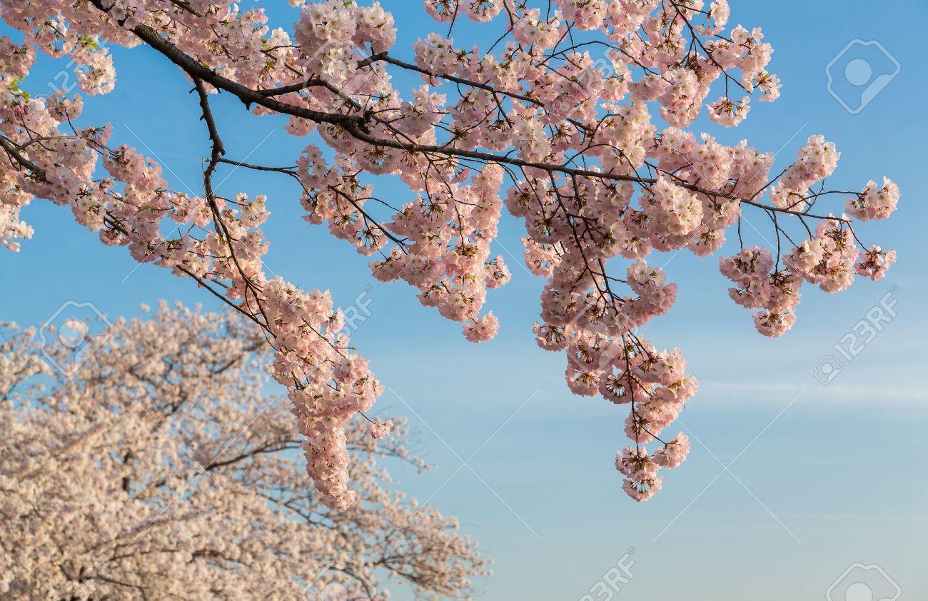 温かみのある花のイメージを与えるため青空背景に設定されて明るい桜の花の束の詳しい写真 の写真素材 画像素材 Image