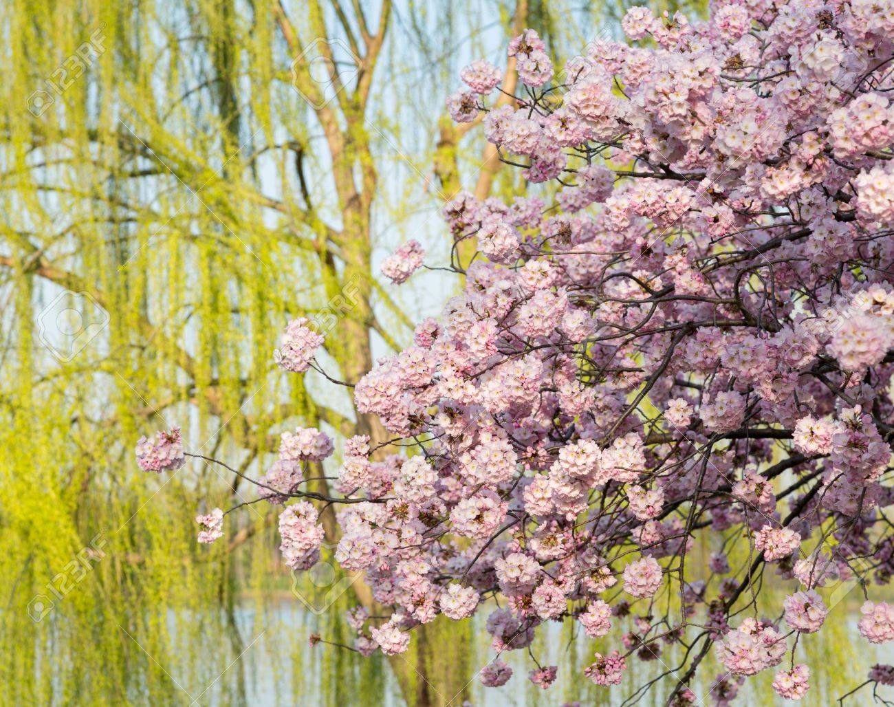 暖かい花のイメージを与えるシダレヤナギに対してワシントン Dc で明るい日本桜の花の束の詳しい写真 の写真素材 画像素材 Image
