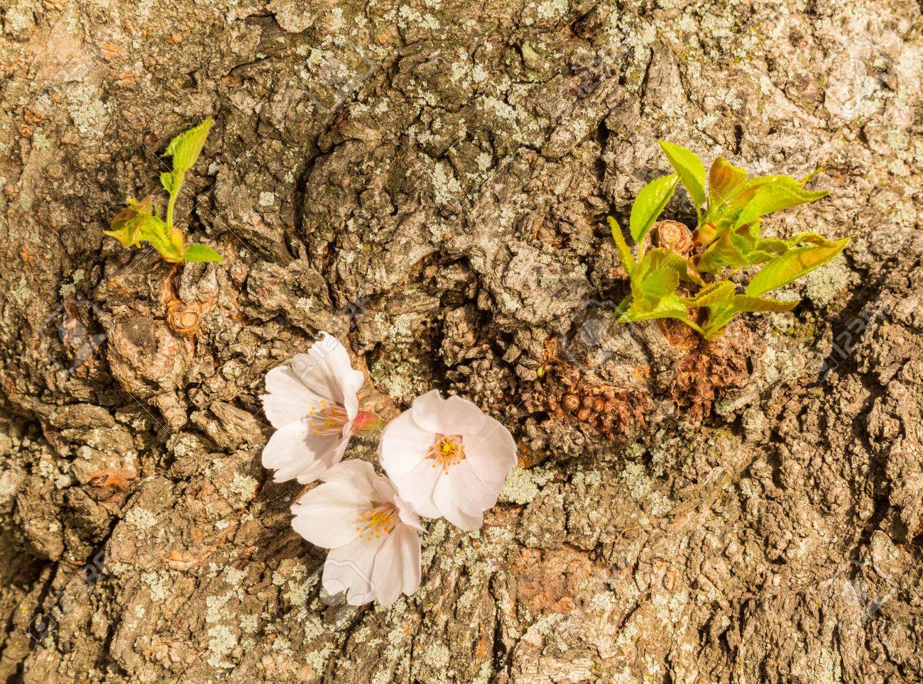 Notice Détaillée Macro Photo Dun Tas De Fleurs Lumineuses De Fleurs De Cerisier Japonais Ont Placé Contre Lécorce Du Tronc Noueux De Larbre
