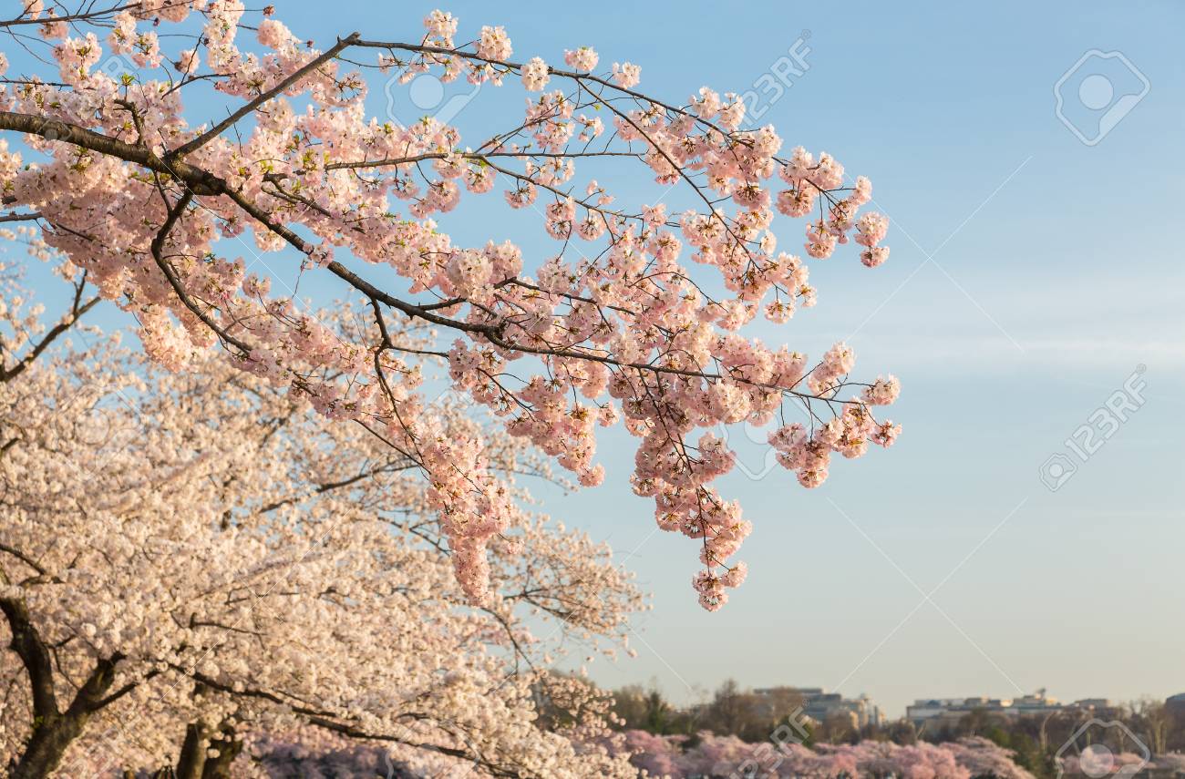 温かみのある花のイメージを与えるため青空背景に設定されて明るい桜の花の束の詳しい写真 の写真素材 画像素材 Image