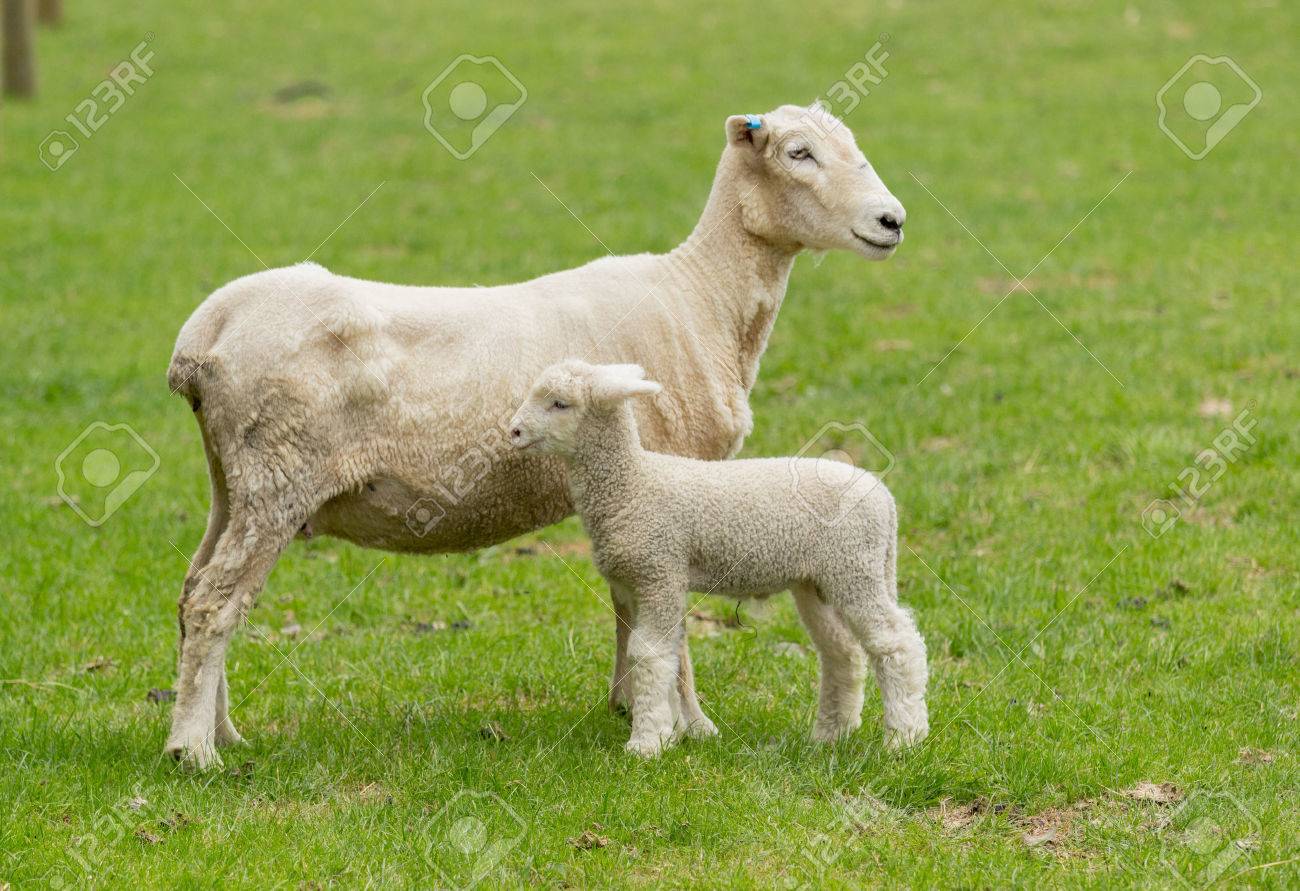 小さなかわいいラム ニュージーランド農場の草原でその母羊とポーズ の写真素材 画像素材 Image