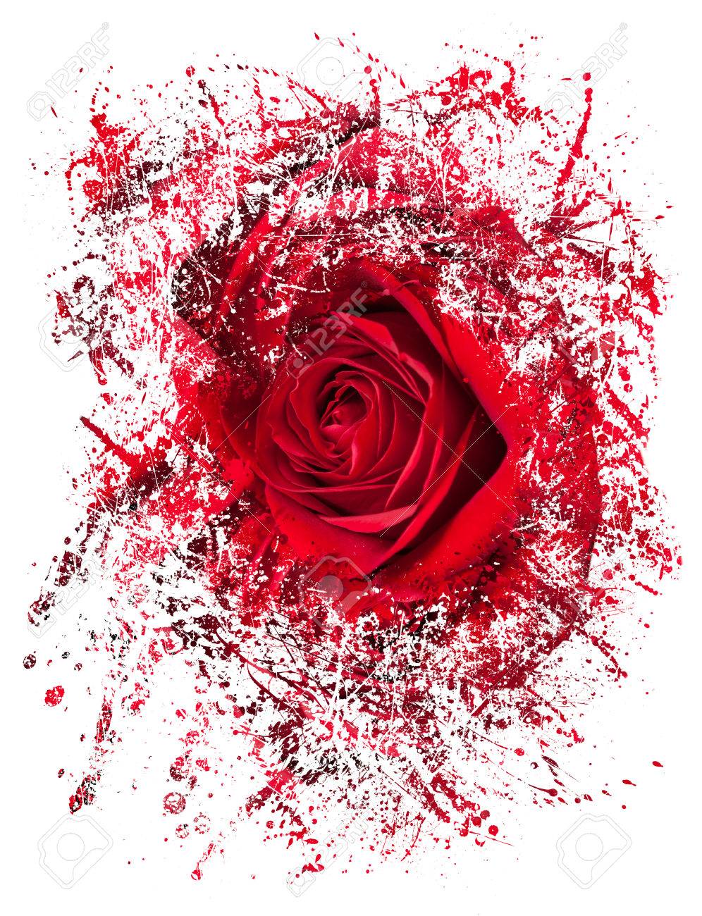 Detailed Close Shot Of Velvet Red Rose Breaking Into Many Pieces Stock Photo Picture And Royalty Free Image Image