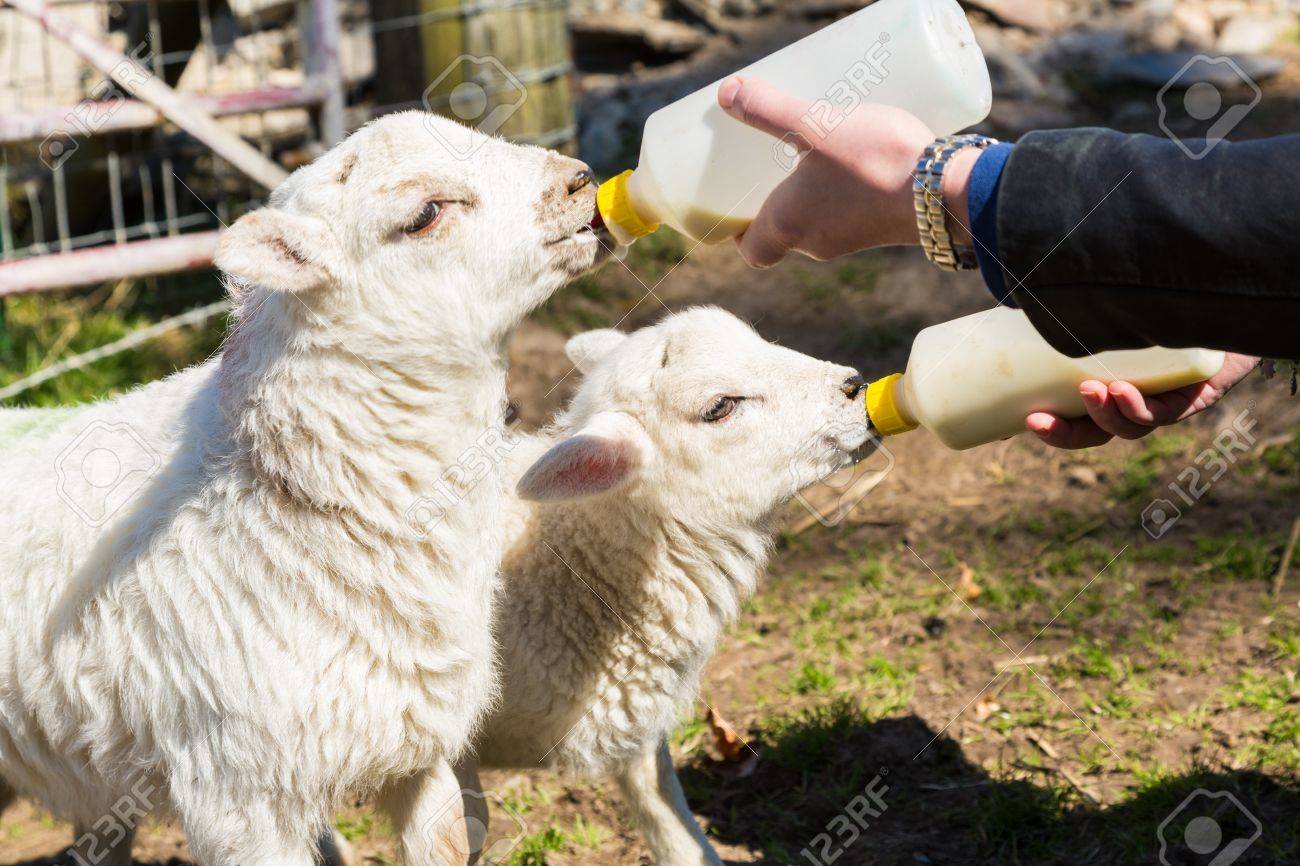 白人女性でウェールズのフィールド バック グラウンドで羊フィード ボトルからミルクと 2 つの新生児の子羊を供給 の写真素材 画像素材 Image
