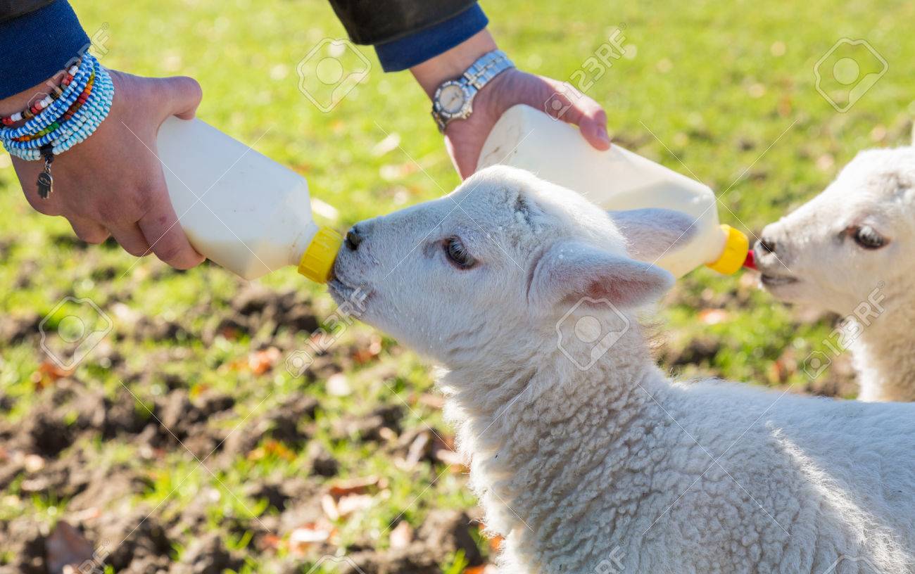 白人女性でウェールズのフィールド バック グラウンドで羊フィード ボトルからミルクと 2 つの新生児の子羊を供給 の写真素材 画像素材 Image