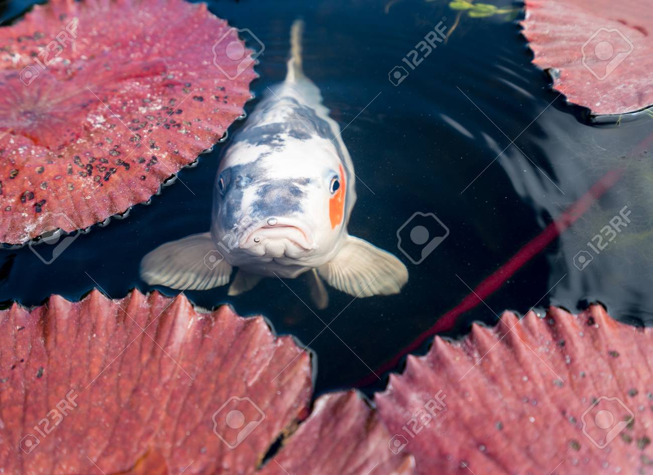 Unhappy Or Glum Japanese Koi Fish In Portrait In Lily Pond Stock Photo Picture And Royalty Free Image Image 92498206 unhappy or glum japanese koi fish in portrait in lily pond stock photo picture and royalty free image image 92498206