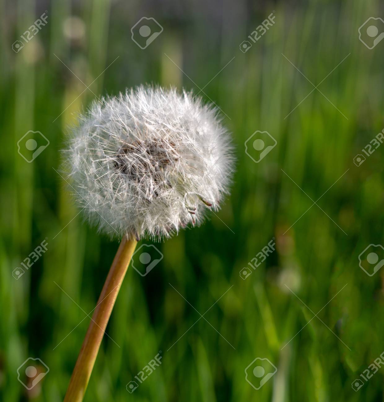 perfect round specimen of dandelion seed head against background of