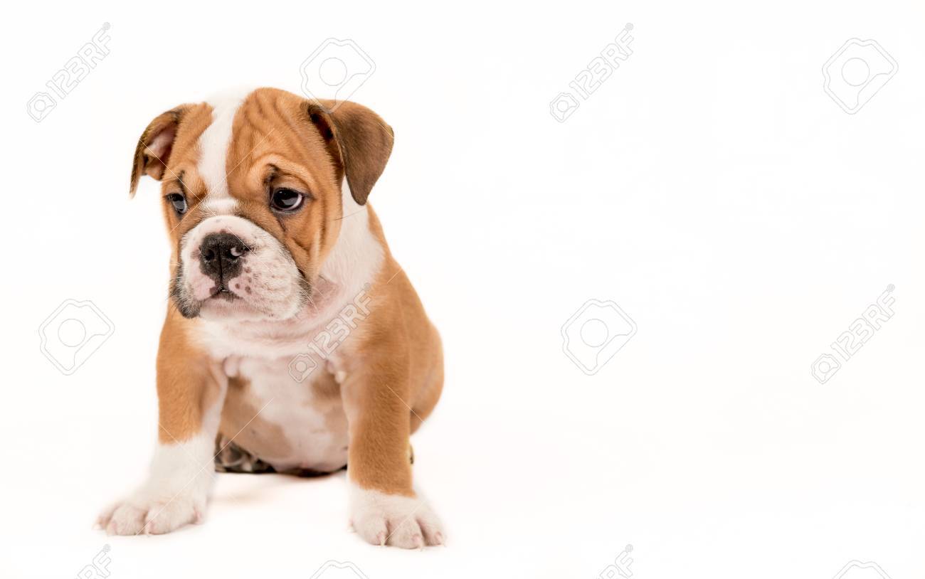 sad bulldog puppy