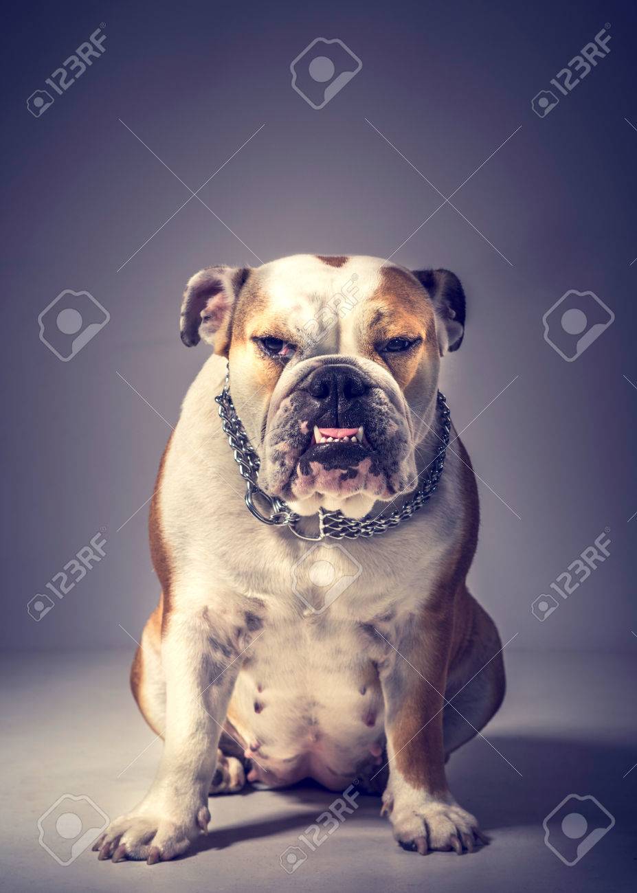 英語のブルドッグの怒っている女性の肖像画 の写真素材 画像素材 Image