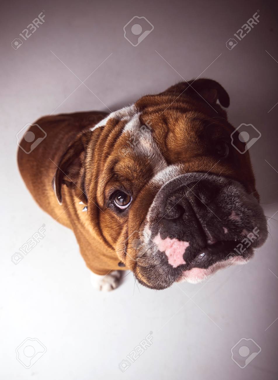 かわいいイングリッシュブルドッグの肖像 選択的な焦点 の写真素材 画像素材 Image