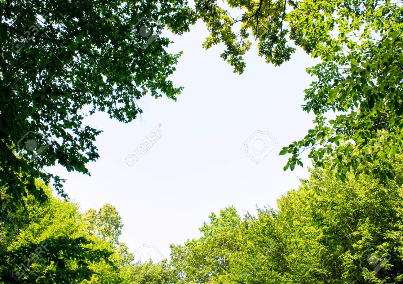 緑の美しい森の木の中に大きなギャップの写真 の写真素材 画像素材 Image