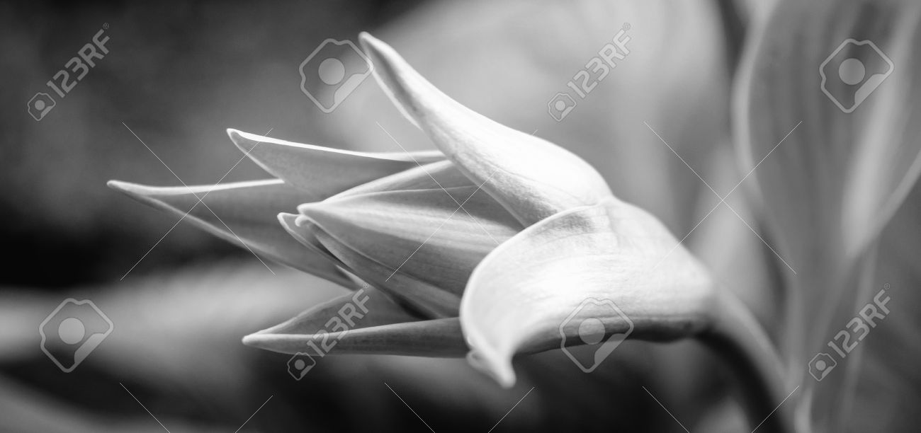 庭の黒と白で白い花の美しい緑色の蕾の写真 の写真素材 画像素材 Image