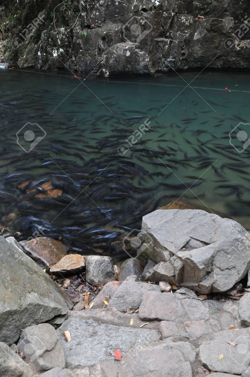 国立公園 11 で自然の池の学校フリーフィッシングデイ バーブ魚 の写真素材 画像素材 Image