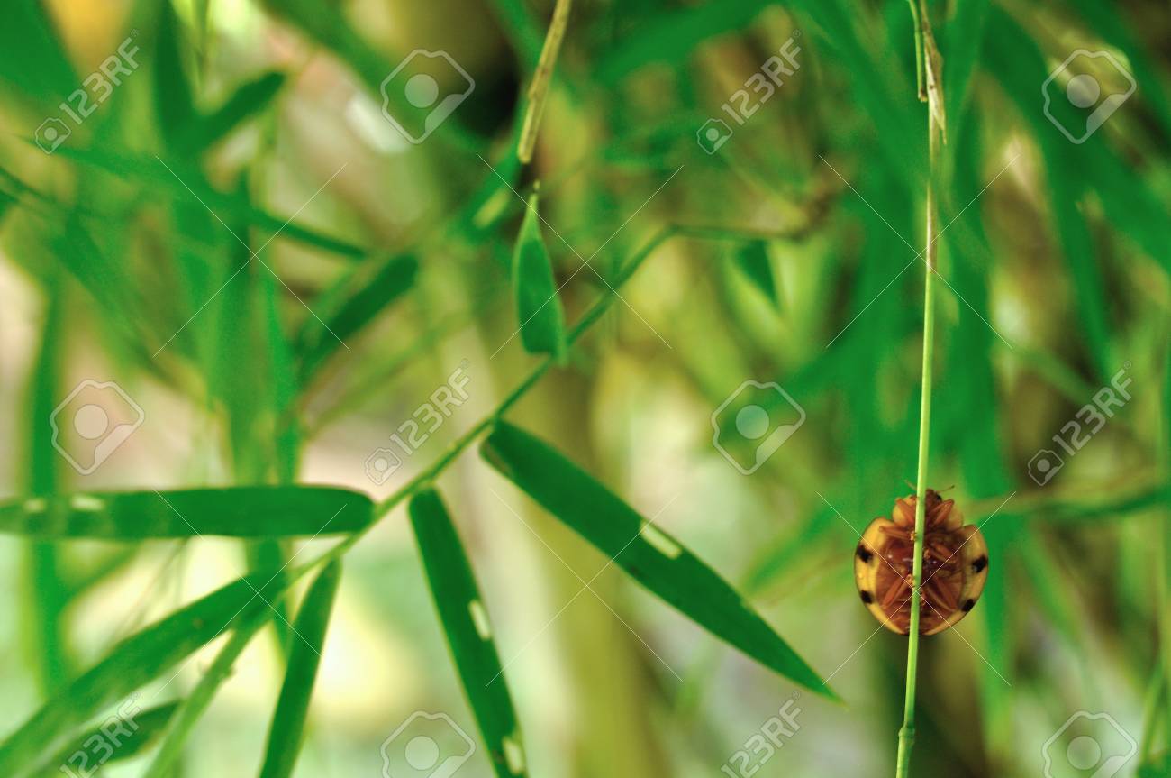 てんとう虫衣類アクセサリー笹の葉 の写真素材 画像素材 Image