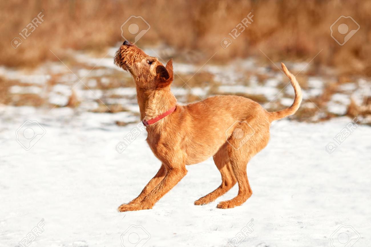irish terrier