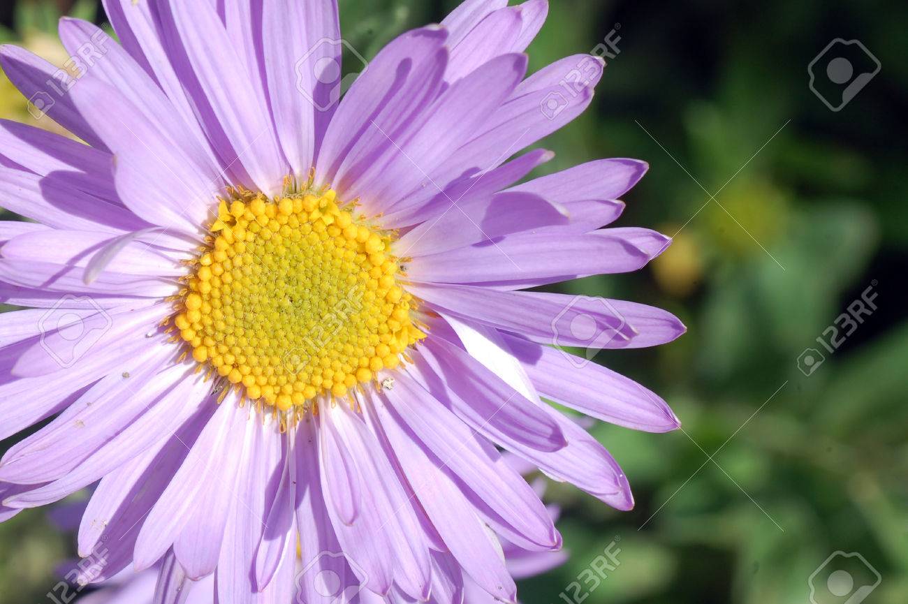 それは黄色の真ん中に光の紫色の花の写真素材・画像素材 Image 28039004