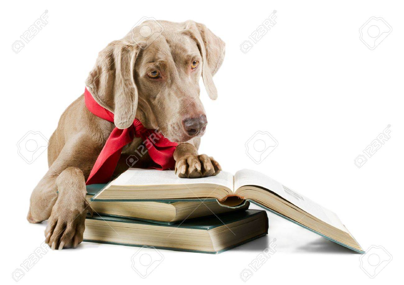 Dog reading book isolated on white background - 18115673 Dog reading book isolated on white background - 18115673