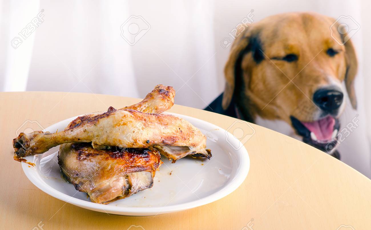 Raw Chicken Breast Dog Food Dog Eats Whole Chicken Beagle Dog