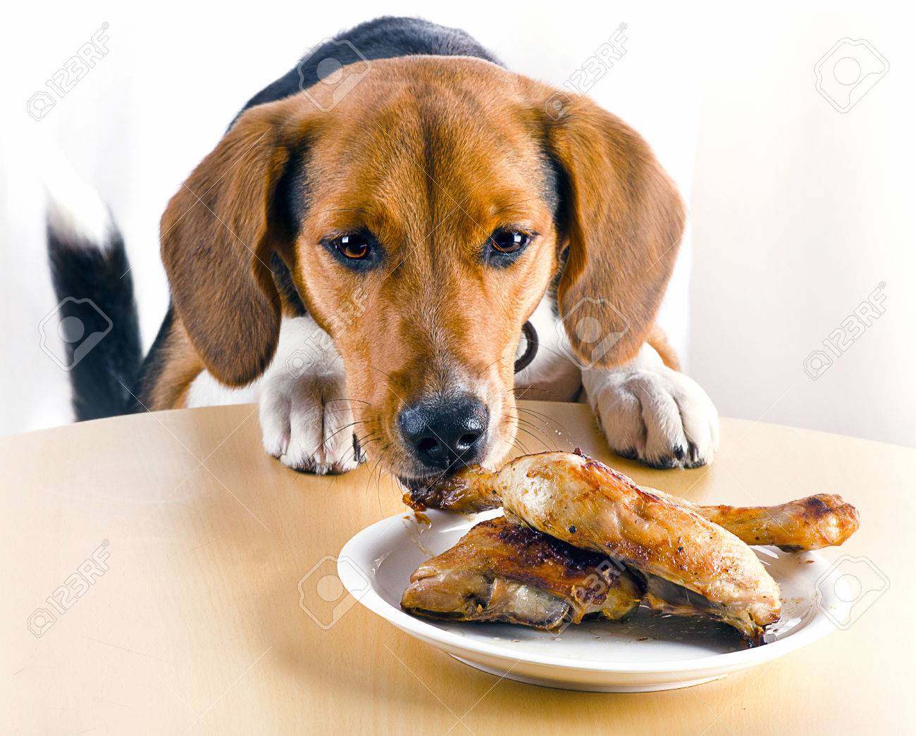 dog eating chicken