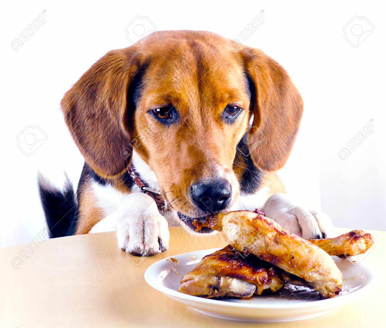 Dog chicken legs Clearance