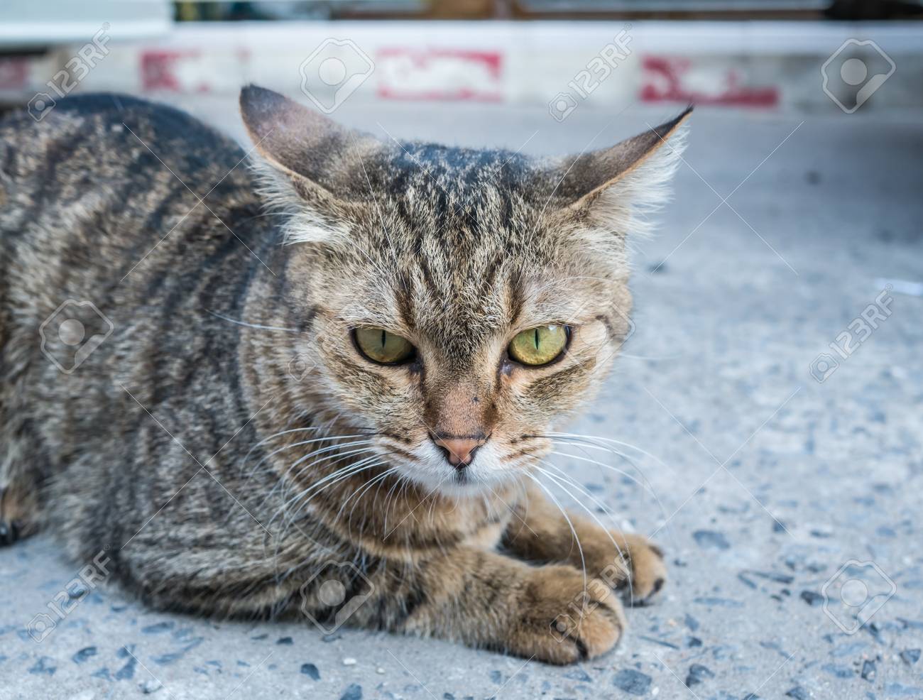 etiam-dictum-ipsum-a-felis