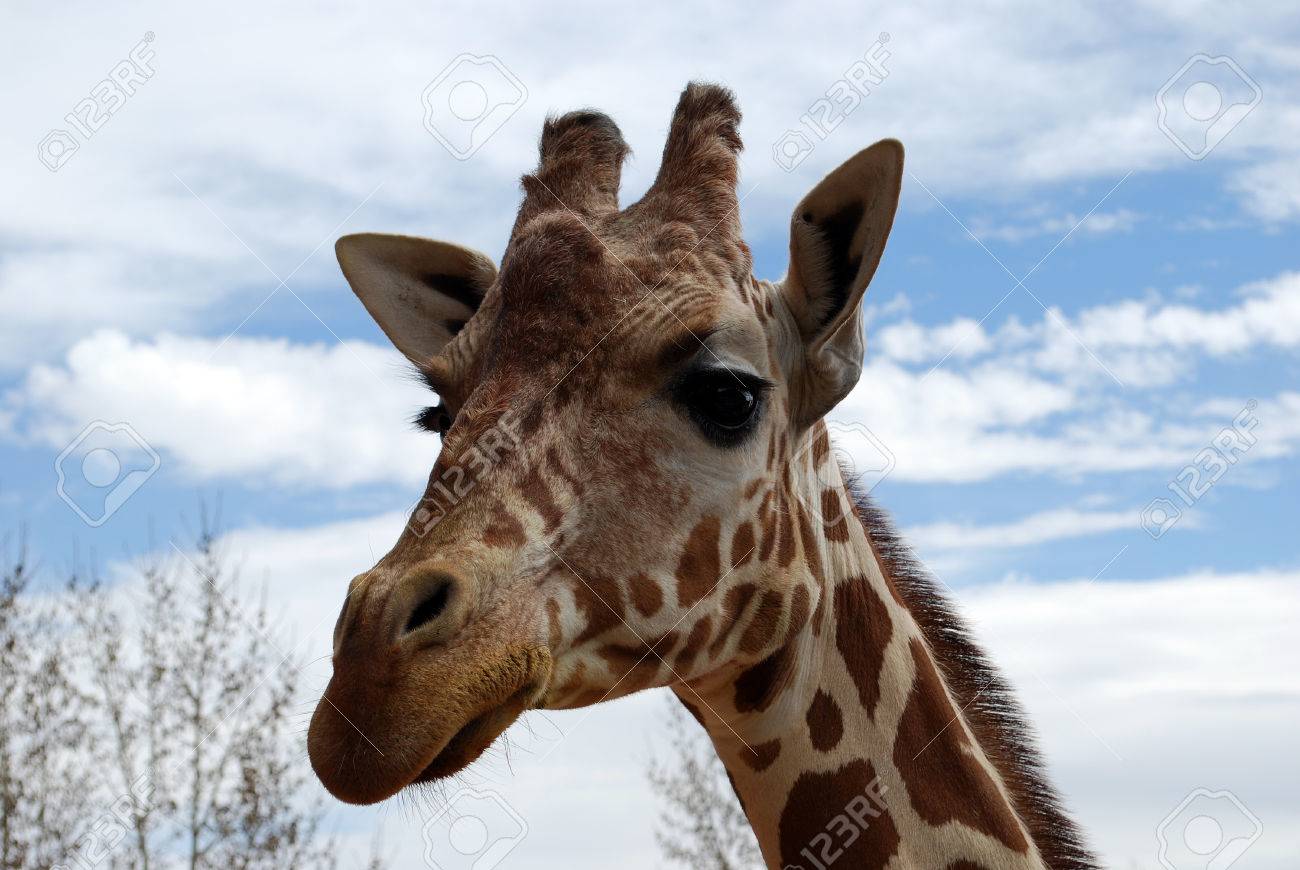 キリンのかわいい顔 の写真素材 画像素材 Image