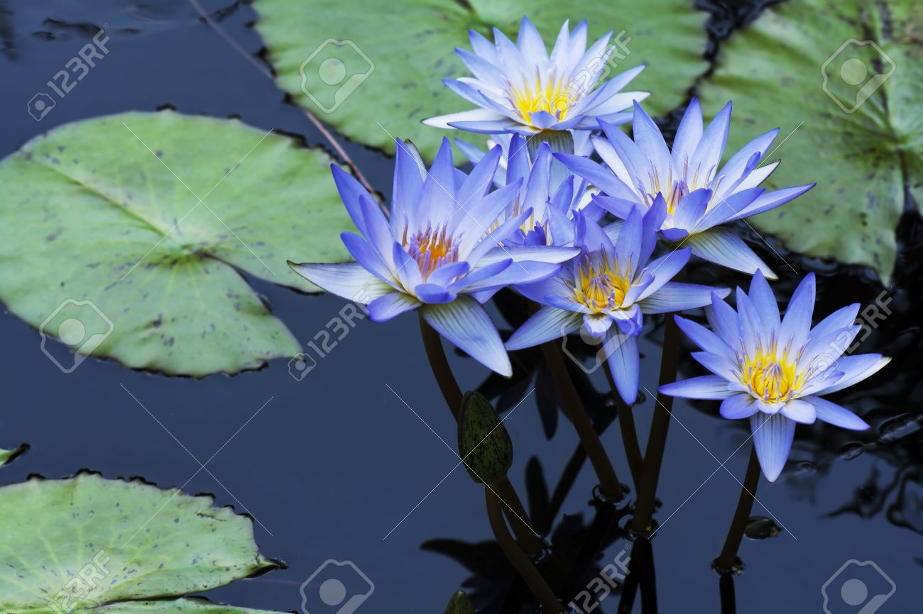 Groupe de fleurs de lotus bleu de nénuphar avec les plantes de lotus dans l\u0027eau