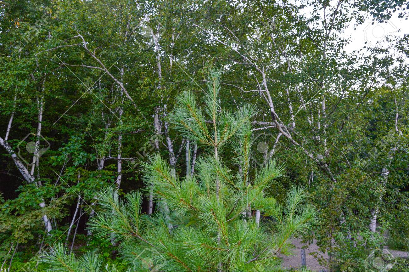 松の木 カナダのマツ の写真素材 画像素材 Image